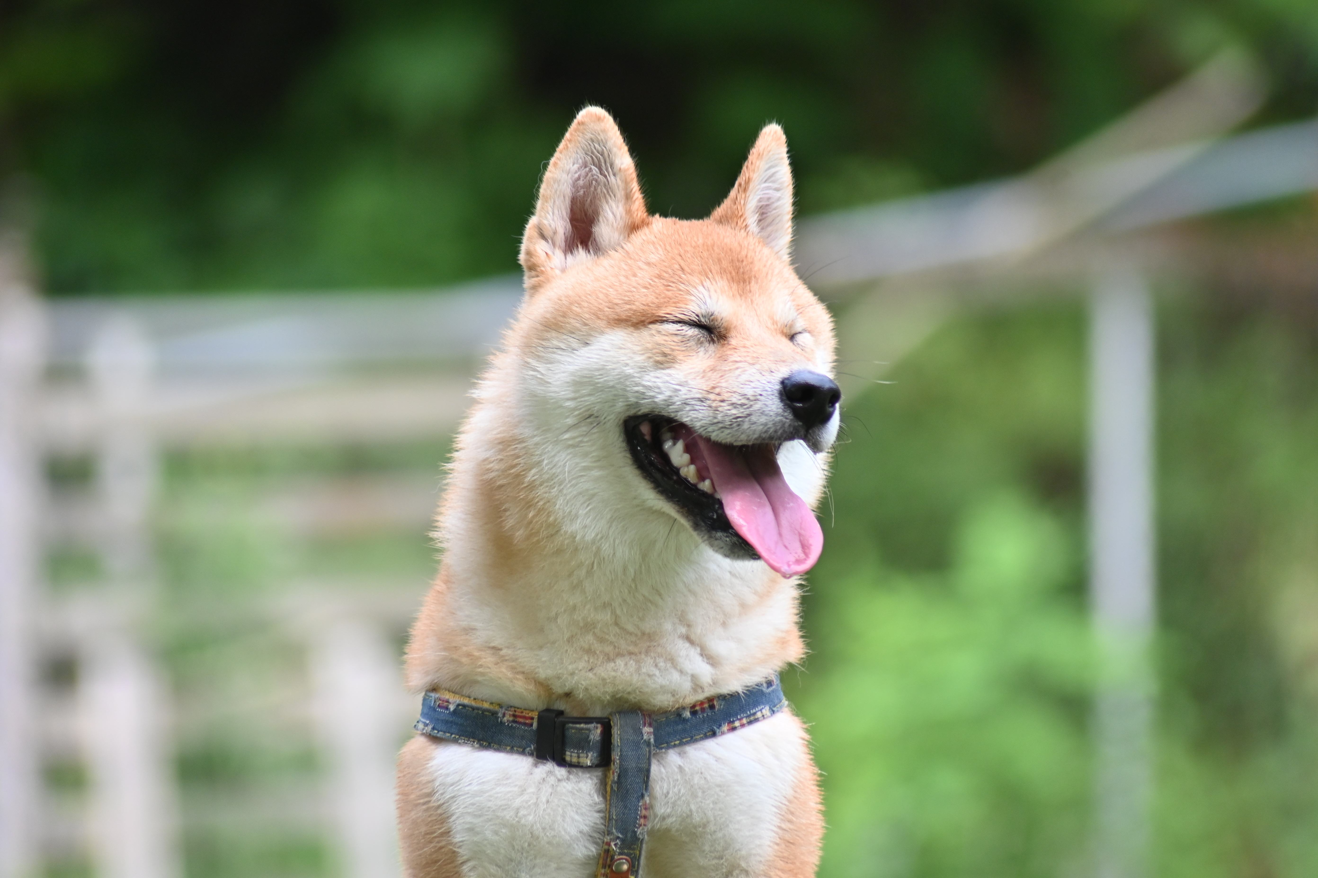 風雅くん